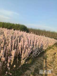 高度100厘米麦李