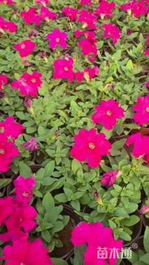 高度10厘米矮牵牛