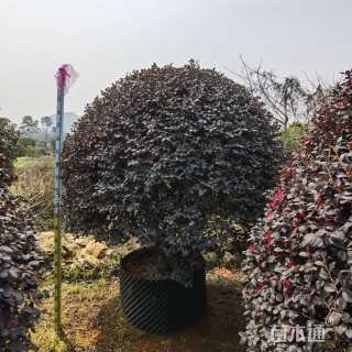 冠幅120厘米红花继木球