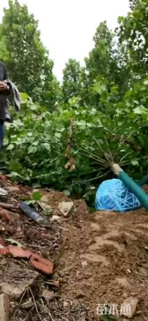 18公分速生法桐