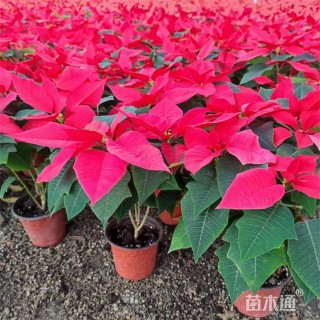 高度50厘米一品红