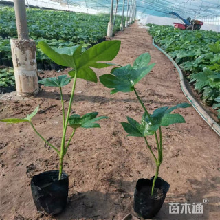 高度20厘米八角金盘小苗