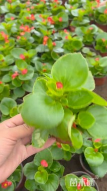 高度20厘米四季海棠