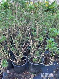 高度50厘米木春菊