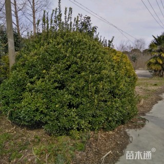 冠幅500厘米大叶黄杨球