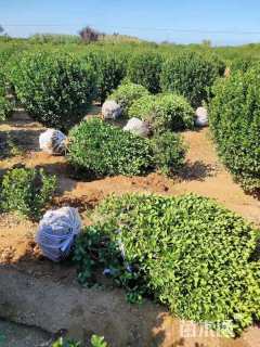 冠幅150厘米大叶黄杨球