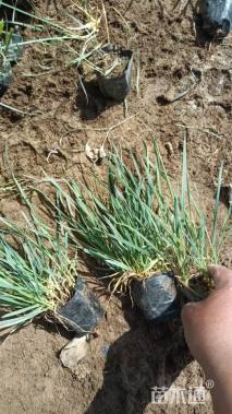 高度15厘米花叶燕麦草