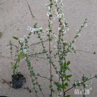 高度40厘米珍珠绣线菊