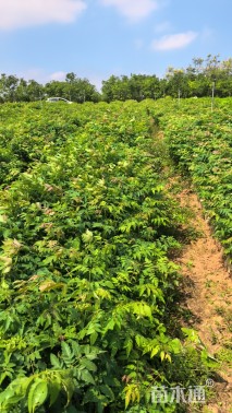 0.9公分黄山栾树