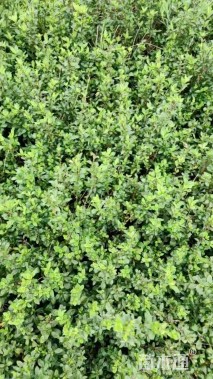 高度30厘米六月雪