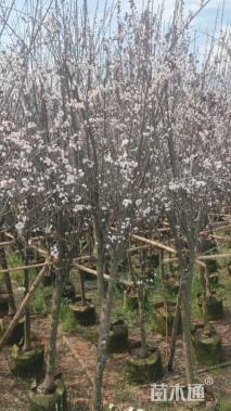 10公分紫叶李