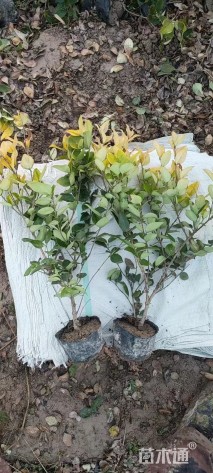 高度55厘米金森女贞