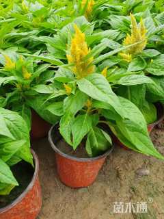 高度18厘米穗状鸡冠花