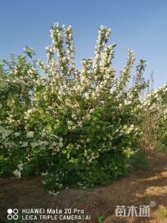 高度120厘米太平花