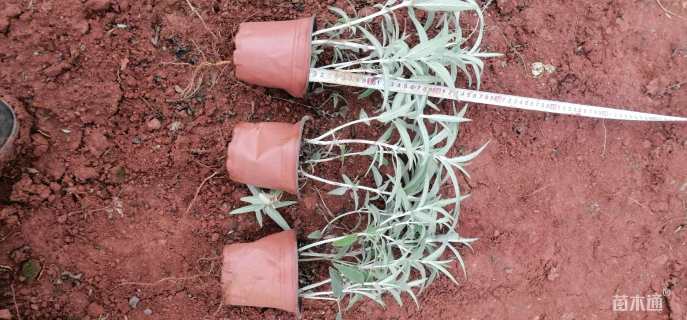 高度30厘米墨西哥鼠尾草