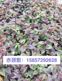 高度30厘米赤胫散