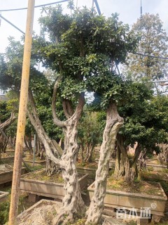 高度250厘米杜鹃