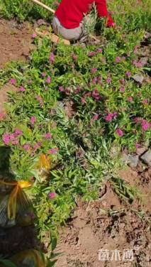 高度40厘米粉花绣线菊