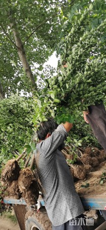 高度150厘米北海道黄杨
