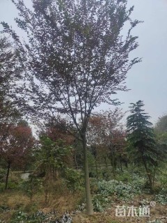 15公分榉树