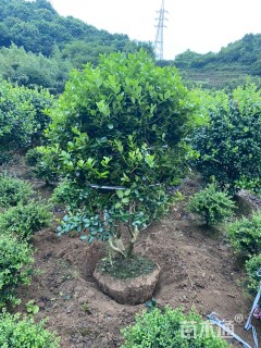 冠幅150厘米无刺枸骨球