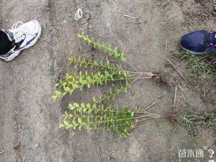 高度40厘米金叶女贞