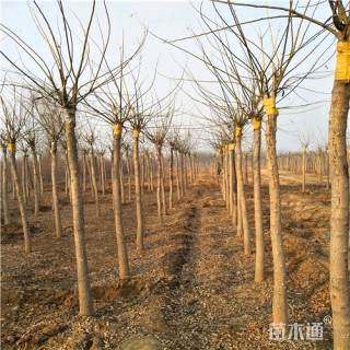5公分金叶槐