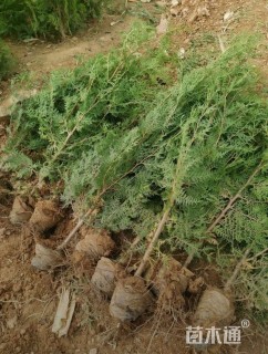 高度80厘米侧柏