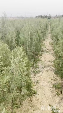 高度130厘米侧柏