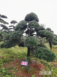 移栽苗造型罗汉松