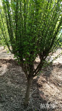 高度350厘米木槿