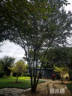 25公分(4杆)丛生榉树8米