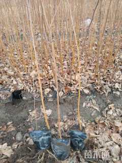 高度40厘米白桦小苗