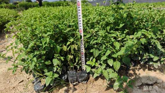 冠幅10厘米五色梅