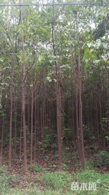 5公分楸树
