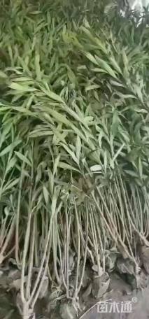 高度80厘米夹竹桃