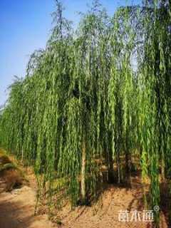 15公分西湖垂柳