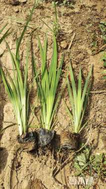 高度35厘米鸢尾