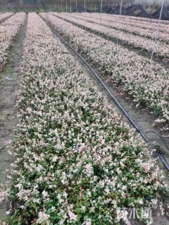 15厘米花叶络石