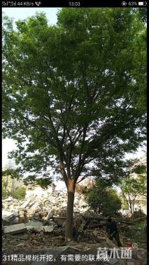 31公分榉树