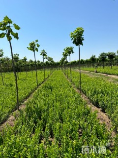高度80厘米水蜡