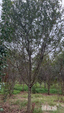 12公分北美海棠