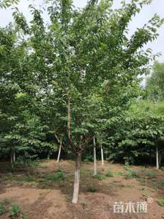 高度6厘米花石榴