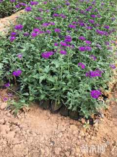 高度15厘米美女樱