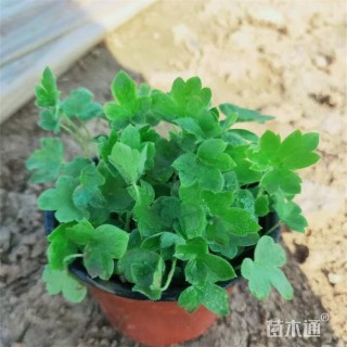 高度20厘米蓝花飞燕草
