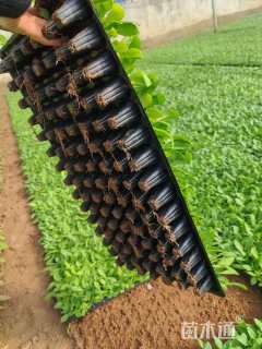 高度6厘米一串红