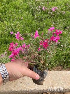 高度10厘米芝樱