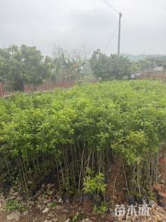 高度180厘米铁冬青小苗