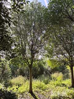 15公分红叶石楠