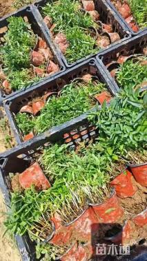 高度30厘米紫花地丁